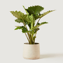 Load image into Gallery viewer, Best house and office Plants from Greenity