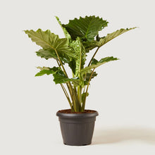 Load image into Gallery viewer, Best house and office Plants from Greenity