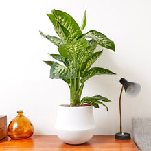 Load image into Gallery viewer, Best house and office Plants from Greenity
