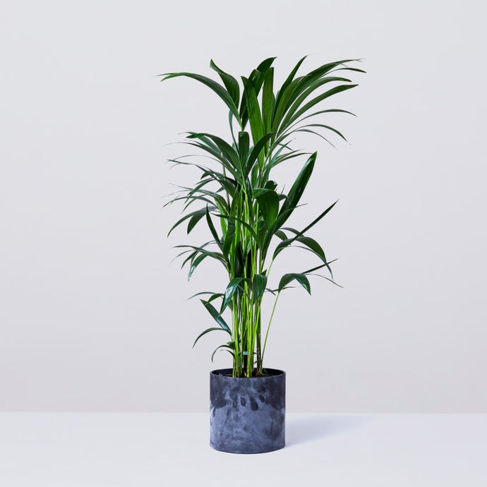 Best house and office Plants from Greenity